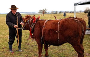 kleine Lisa Marie und große Kuhglocke: trotz ihrer Hektik trefflich gemeistert