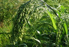 Hirse - dicht gebaut reift sie gleichmäßig