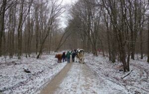 Walkabout