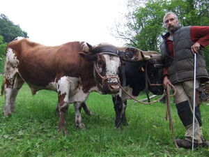 weiterentwickeltes Genickjoch aus dem Elsass im Gebrauch
