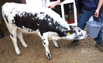 Milch, mehr Milch, ...