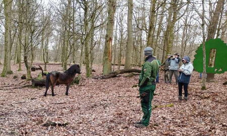 neugieriges Exmoore-Pony