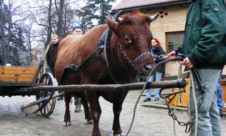 Rotvieh im 3-Polster-Kumt