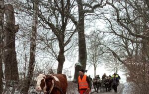 Auf dem Weg in den Wald