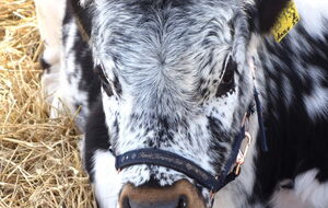 schwarze Vogesin mit rotem Maul