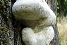 schwitzender Baumpilz