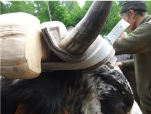 so schützt der Filz das Horn so schützt der Filz das Horn