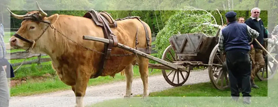 FLM Kommern, Zugochse