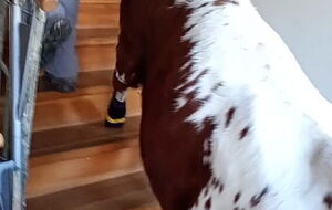 Beaux auf der Treppe