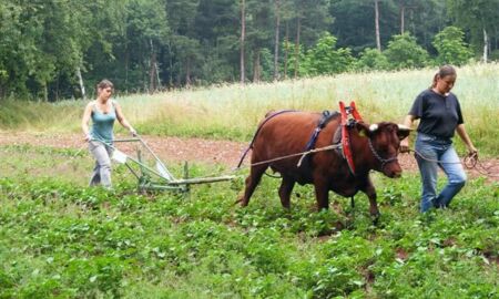 rotes Höhenvieh beim landwirtschaftlichen Arbeiten