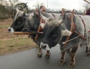 2x Rätisches Grauvieh vor dem Wagen