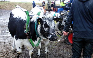Anne's Kalbinnen vom letzten Jahr sind ganz schön groß geworden