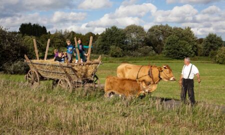 Höwer's Glanvieh mit Leiterwagen