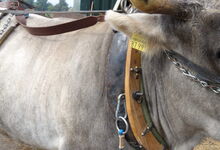 gut passendes Vollkumt, Schlauch verhindert Rupfen