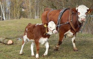 Fanny und Nachwuchs beim Holz ziehen