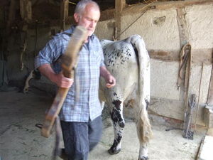 Einzelgenickjoch für den Scherenzug (weitere an der Wand)