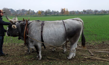 Wer muß diesmal in die Furche?