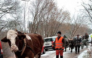 Auf dem Weg in den Wald