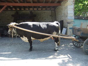 single head yoke in a direct hitch