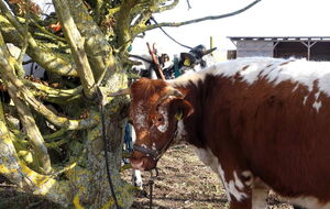 junges, rotes Vogesenrind an der alten Haselnuß