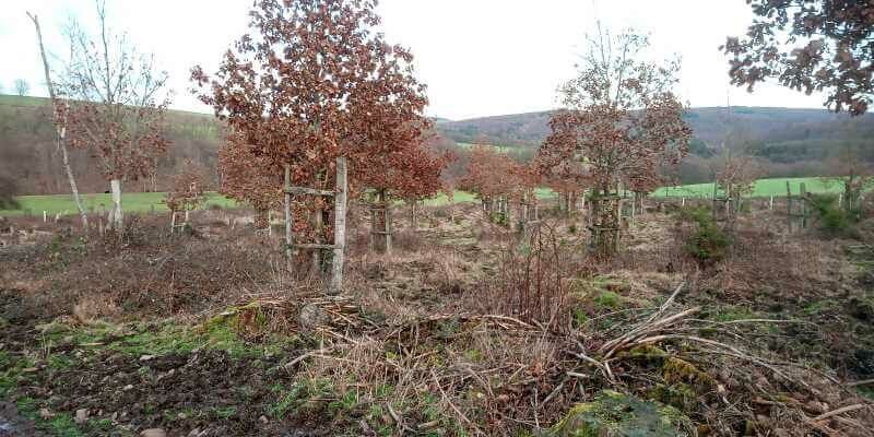 Hutewald Solling Hutewald Solling