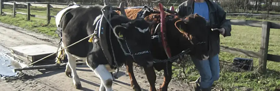 Spannkuh Emma ging wieder auf die Grüne Woche in Berlin