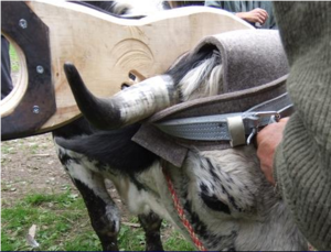 besser: so schützt der Filz das Horn und das Ohr besser: so schützt der Filz das Horn und das Ohr