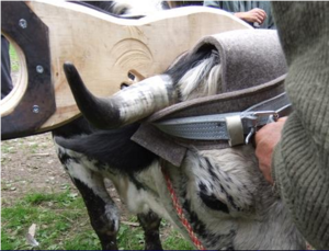 besser: so schützt der Filz das Horn und das Ohr