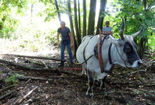 David steht geduldig während der Erklärungen