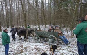 Taxi ins Holz
