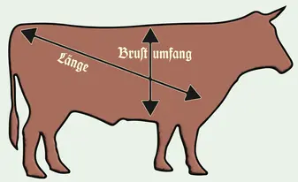 Wo man das Rindviech vermißt