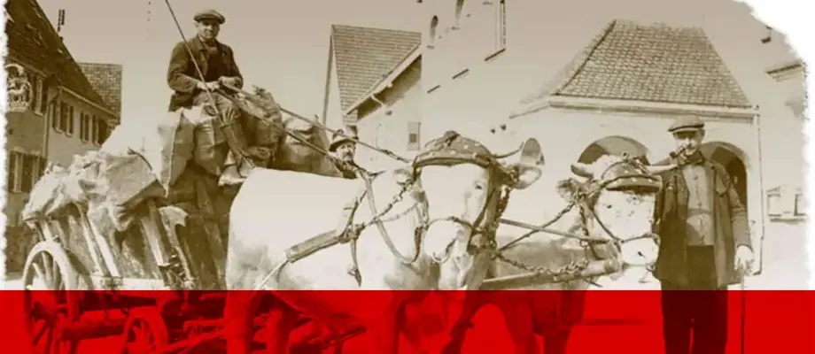 Zugrindertreffen in Hessen 2014, Bullengespann.