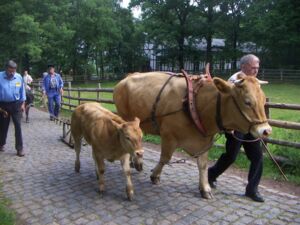 Höwer's Glanvieh in Kommern