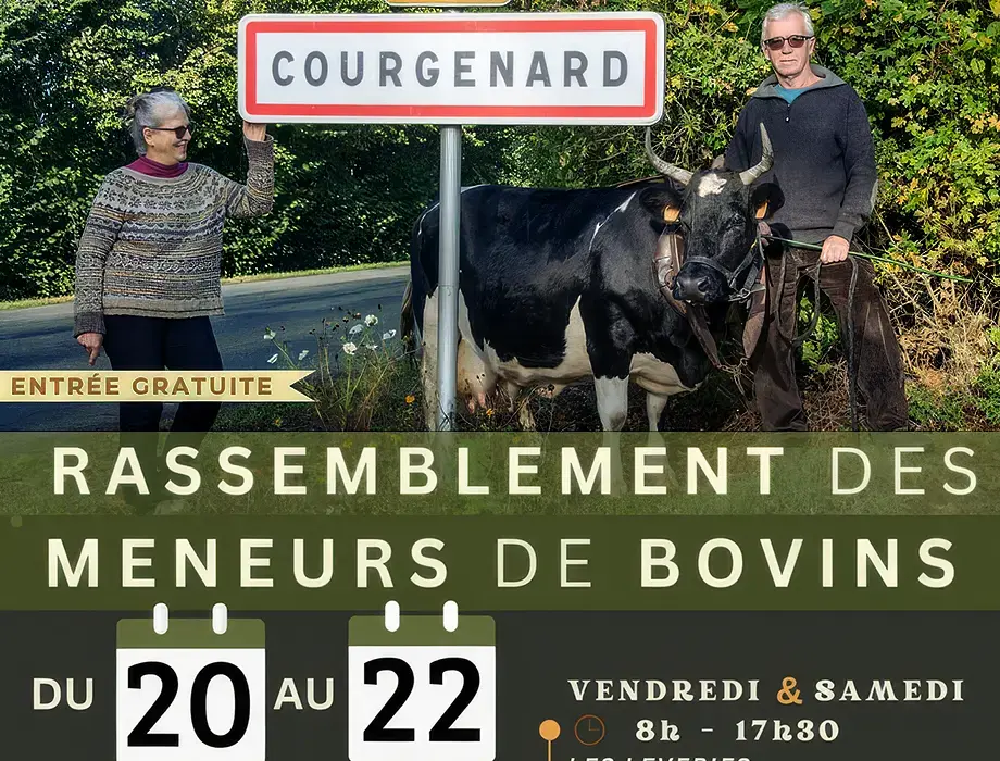 Rassemblement de bovins d’attelage organisé par l’AFMB, du 20 au 22 septembre 2024, Courgenard (72)