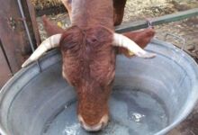 Kuh trinkt Wasser