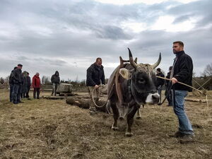 Rätisches Grauvieh und Claus Kropp