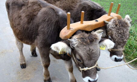 die Jüngsten sind auch dabei