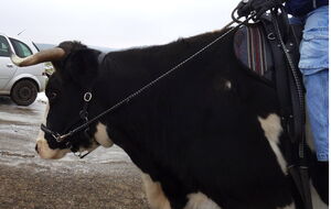 Geanna unterm Sattel