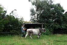 Probelauf mit dem Youngster