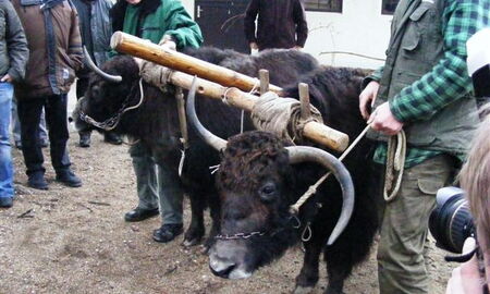 Yaks im original nepalesischen Widerristjoch