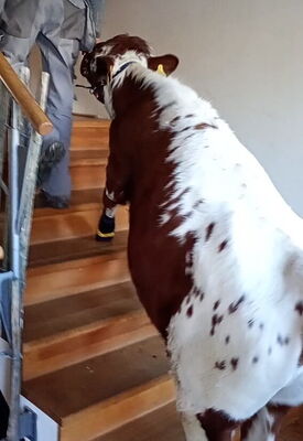 Beaux auf der Treppe