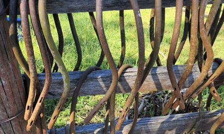 individuelle Eisenbögen für die einzelnen Ochsen