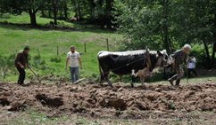 Philippe Kuhlmann beim Pflügen