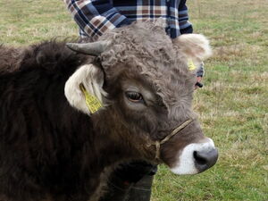 Portrait Schweizer Braunvieh, alter Schlag