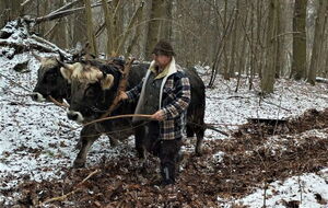 Forstpflug im Einsatz