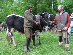 Full-harness for yoking single