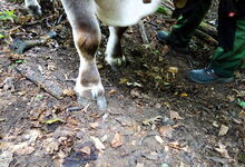 Rinderklauen - ideal für den weichen Waldboden