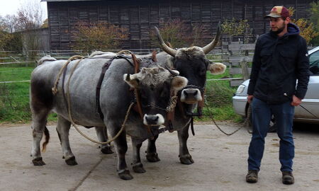 auf dem Weg zum Pflügen: 2x CP(CattlePower)