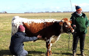 geteilte Aufmerksamkeit