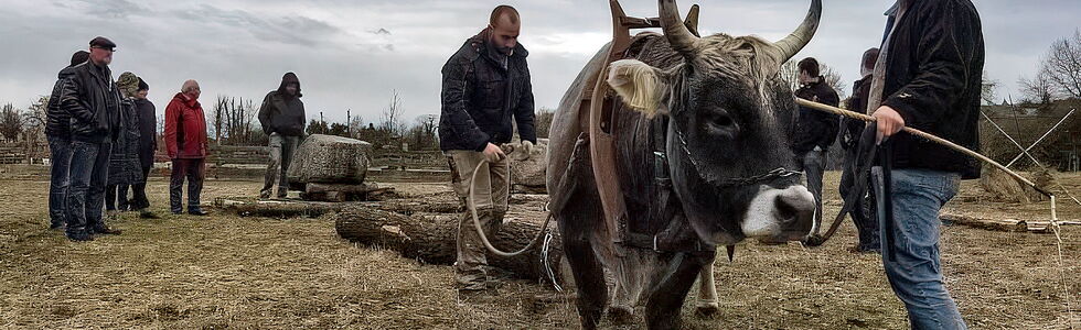 Rätisches Grauvieh und Claus Kropp